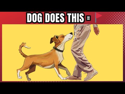 11 Odd Dog Behaviors and What They Actually Mean