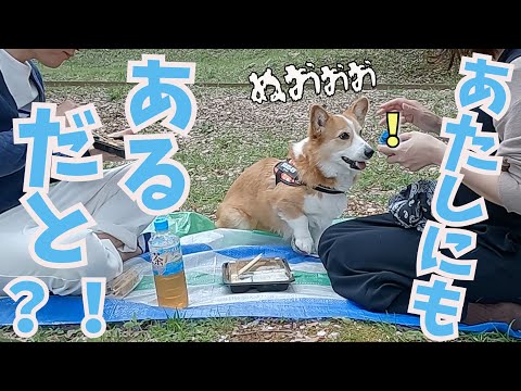 お花見で自分にも弁当があると分かった瞬間のコーギー犬