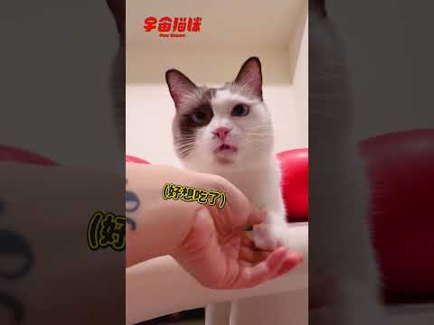 貓咪挑戰躺著握手 最後竟然發怒了！ #宇宙貓咪 #cat #shorts #shortstw