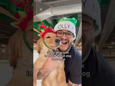 How dogs look in an ELF hat at dog daycare!