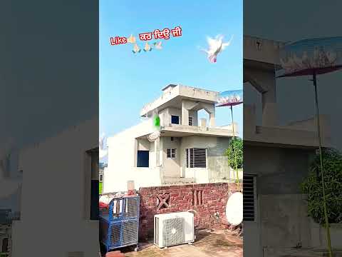 #pigeon#kabuterbazz#pigeons     #youtube#viralvideo#tranding#bird#music#pigeonloves#kabutar