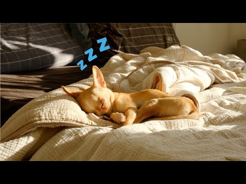 Cozy Room with a Sleeping Puppy | music for a lazy day inside