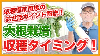 家庭菜園や農園の大根栽培の収穫タイミングと収穫直前直後のお世話ポイント！美味しい時期を逃さない大根の育て方！【農家直伝】