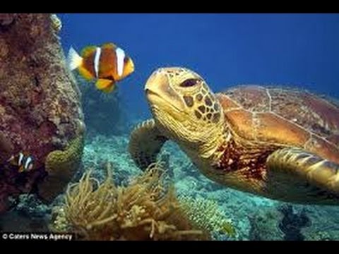 Sea Turtles Documentary HD - Animals Documentary Turtles and Tortoises Full Animals