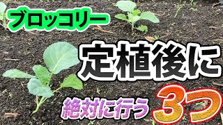 【ブロッコリー】超肝心。定植後に絶対にやってほしい３つのこと