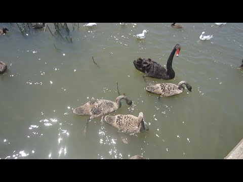 AMERICAN POST OFFICES ARE WEIRD & ATTACKED BY SWANS! [19.11.14 - DAY 1419]