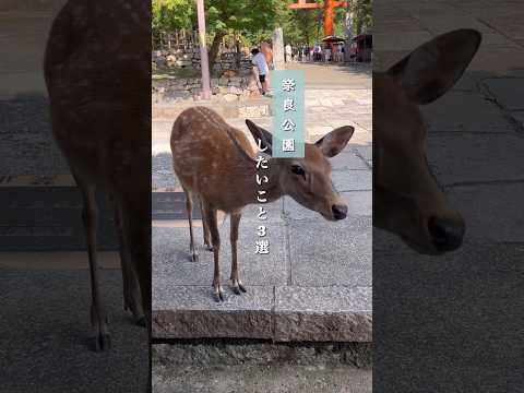 How to enjoy in Nara, Japan #奈良公園 #ならまち #Nara #deer