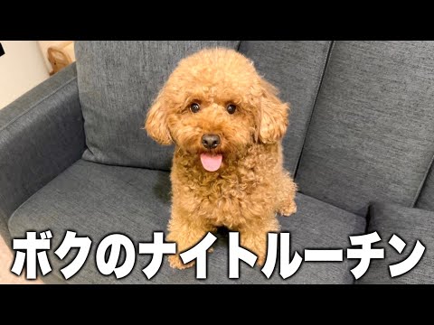 夜の時間の全てを愛犬に捧げるアラサー独身男。【ナイトルーティン】