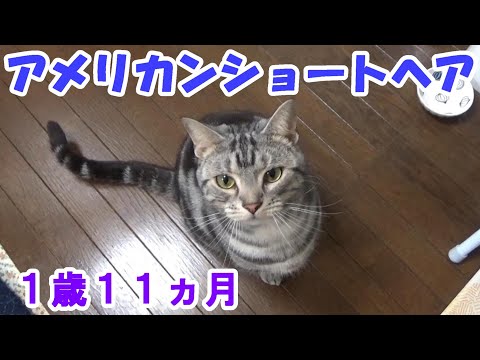 １歳１１ヵ月の様子。ソラの１日ルーティン（アメリカンショートヘア）