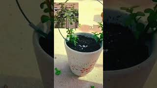 Decorate jade plant ☘️ #houseplant #garden #gardeningchannel #shortvideo