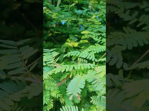 তেঁতুল গাছের পাতা | Tamarind Leaves