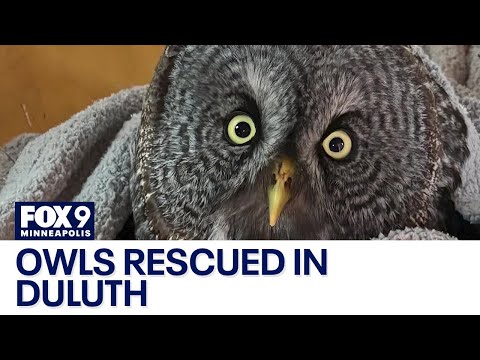 Duluth woman rescues 2 different owls in 1 day