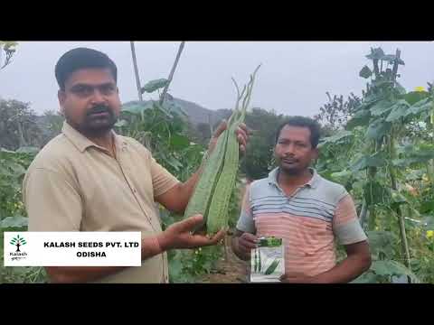 Ridgegourd farming in odisha. kalash seeds pvt ltd's ridgegourd veraity #kalashaseeds #farming