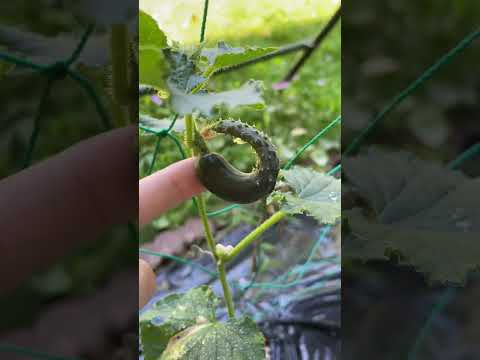 キュウリの1番果【家庭菜園だより】cucumber