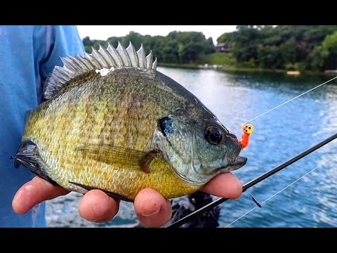 Summer Bluegill Fishing Tips & Advice