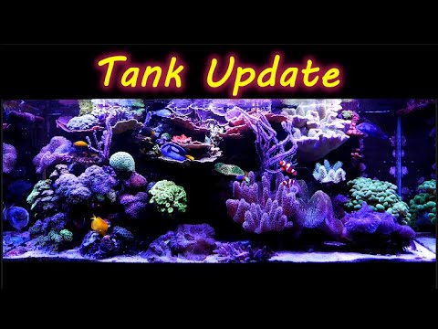 Reef Tank Update 6-2-20, I love this Reef Tank!