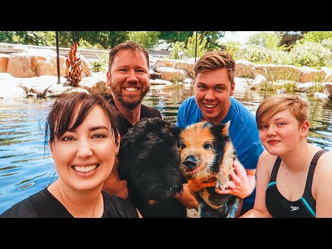 Swimming in the fish pond with PIGS? Sure, why not!