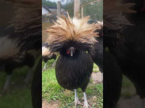 This is what a bad hair day actually looks like 😂 #chickens #shorts #bantams