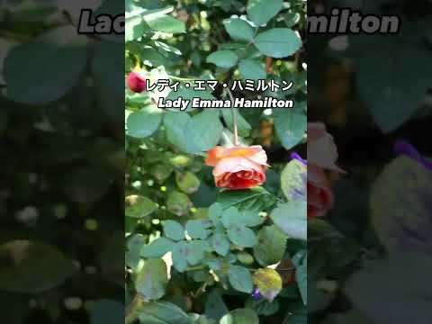 オレンジとイエローのハーモニー:レディ・エマ・ハミルトン　Lady Emma Hamilton⠀オレンジの秋花が咲いた。イングリッシュローズ。2024年12月7日