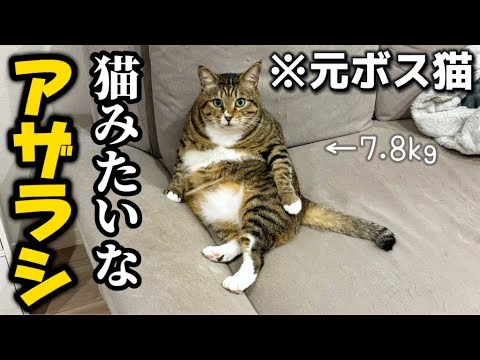 23歳一人暮らし。元ボス猫を家族に迎えたらアザラシにしか見えなくなってきたので一度眼科に行こうか悩んでます