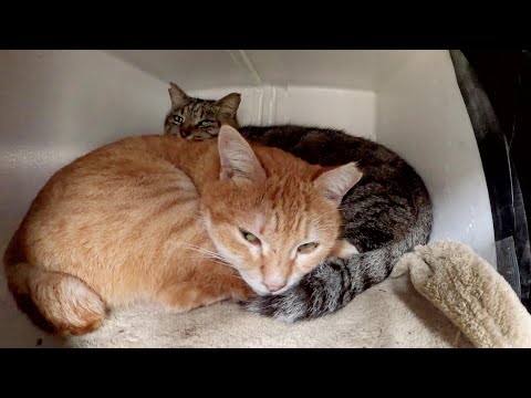 Fat cat and beautiful cat relax in a warm house