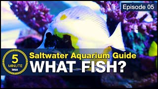 5 beginner fish EVERY saltwater aquarium should have! Stocking a tank with utilitarian fish