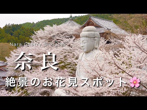 【奈良】春の奈良観光！人気のお花見スポットを巡る🌸｜鮪が美味しい定食屋さん