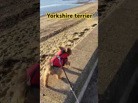 Yorkshire terrier on the run