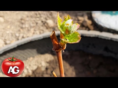 Planting annual grape seedlings  As quickly and efficiently as possible  The survival rate is 100%