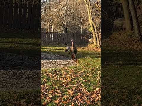 Wild Turkey 🦃 feeding before sunset #michiganwildlife #thanksgiving #wildlife