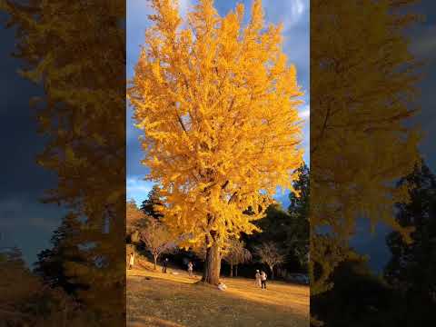 Nara Park #奈良 #紅葉