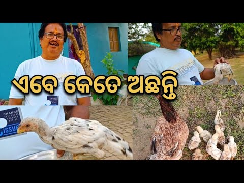 ଏବେ କେତେ ଅଛନ୍ତି#youtube#kitchengarden#chicken