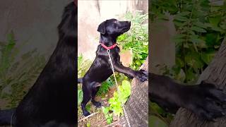 Labrador dog #Labrador #doglove #Chiku #ChikuLabradordog #trending    #dogvideo