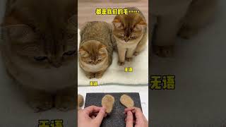 【牛奶是只猫】猫咪的毛做的猫和老鼠里的杰瑞！大家觉得像吗