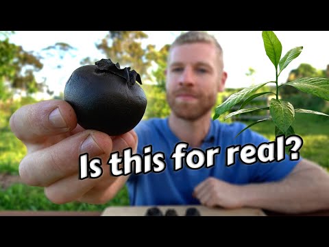 Does This Fruit Really Taste Like Chocolate Pudding? Black Sapote Tasting & Growing