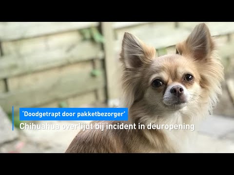 Hondje overlijdt bij incident in deuropening: "Doodgetrapt door pakketbezorger" | Hart van Nederland