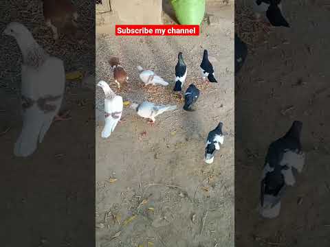 #pigeon #beautiful #kabootar #homingpigeons #funnyshorts #sadstatus #shorts #pigeonlover #pigeonlove