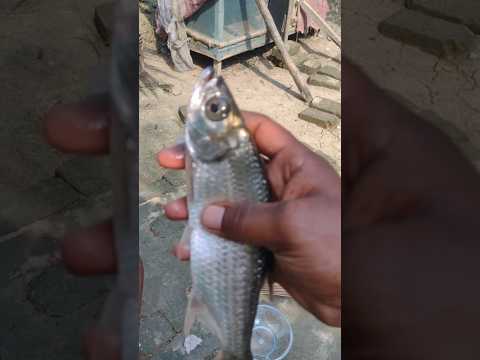 Amley Fish fishing village pond || river fishing #reels #fishing