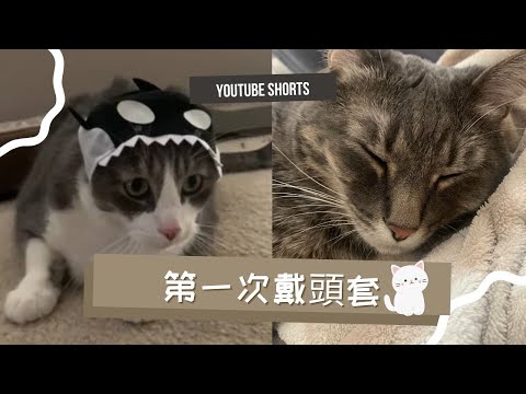 給貓咪戴可愛頭套 |生活短片| 給三隻貓咪試戴殺人鯨頭套 #shorts