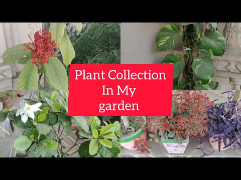 Top Collection Of My Garden Plant ☘️ | Best Plant For Garden | easy care plant collection