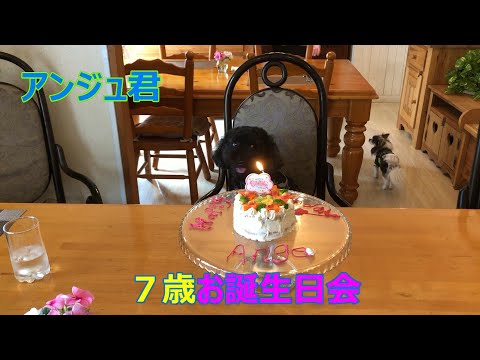 【トイプードル】７歳のお誕生日みんなでお祝い♡ちゃんと椅子に座ってポーズを決めてる犬が可愛すぎるアンジュ君