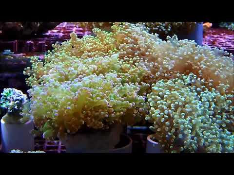 脈狀珍珠珊瑚Frogspawn coral