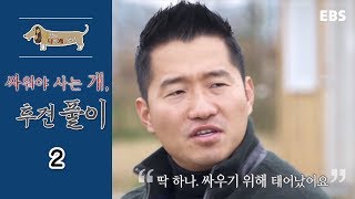 세상에 나쁜 개는 없다 - 싸워야 사는 개, 투견 풀이_#002