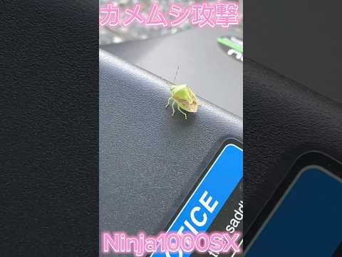 20240923 【スー バイクチャンネル】カメムシの恐怖 The horrible insect #shorts