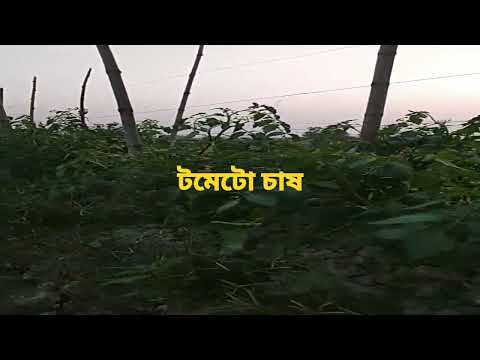 টমেটো চাষ(tomato cultivation)😘😍#tomato#cultivation#village#nature#viral#shorts#ybshorts