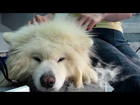 This is a Dog not a Polar Bear *AMAZING GROOMING SAMOYED*