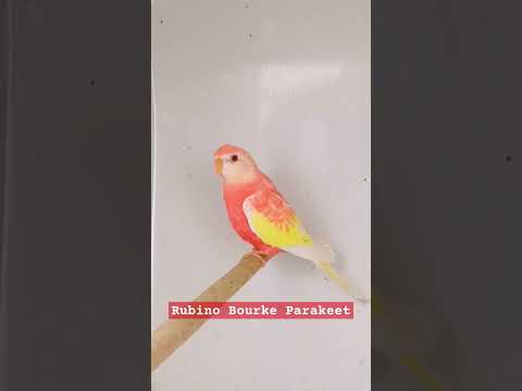 Rubino Bourke Parakeet