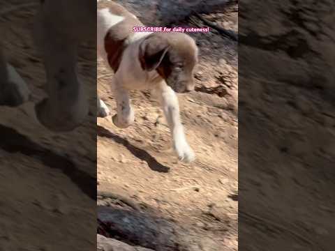 Day 35! #love #puppy #running #mountain #puppies #germanshorthairedpointer #motivation #wild #music