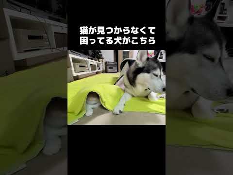 猫が見つからなくて困ってる犬が見つけるまで...笑#shots