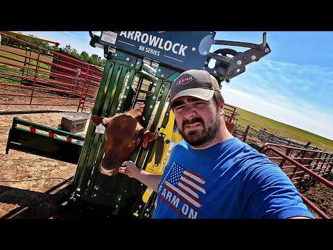 Semen Testing Bulls | New Arrowlock 88 Series Chute